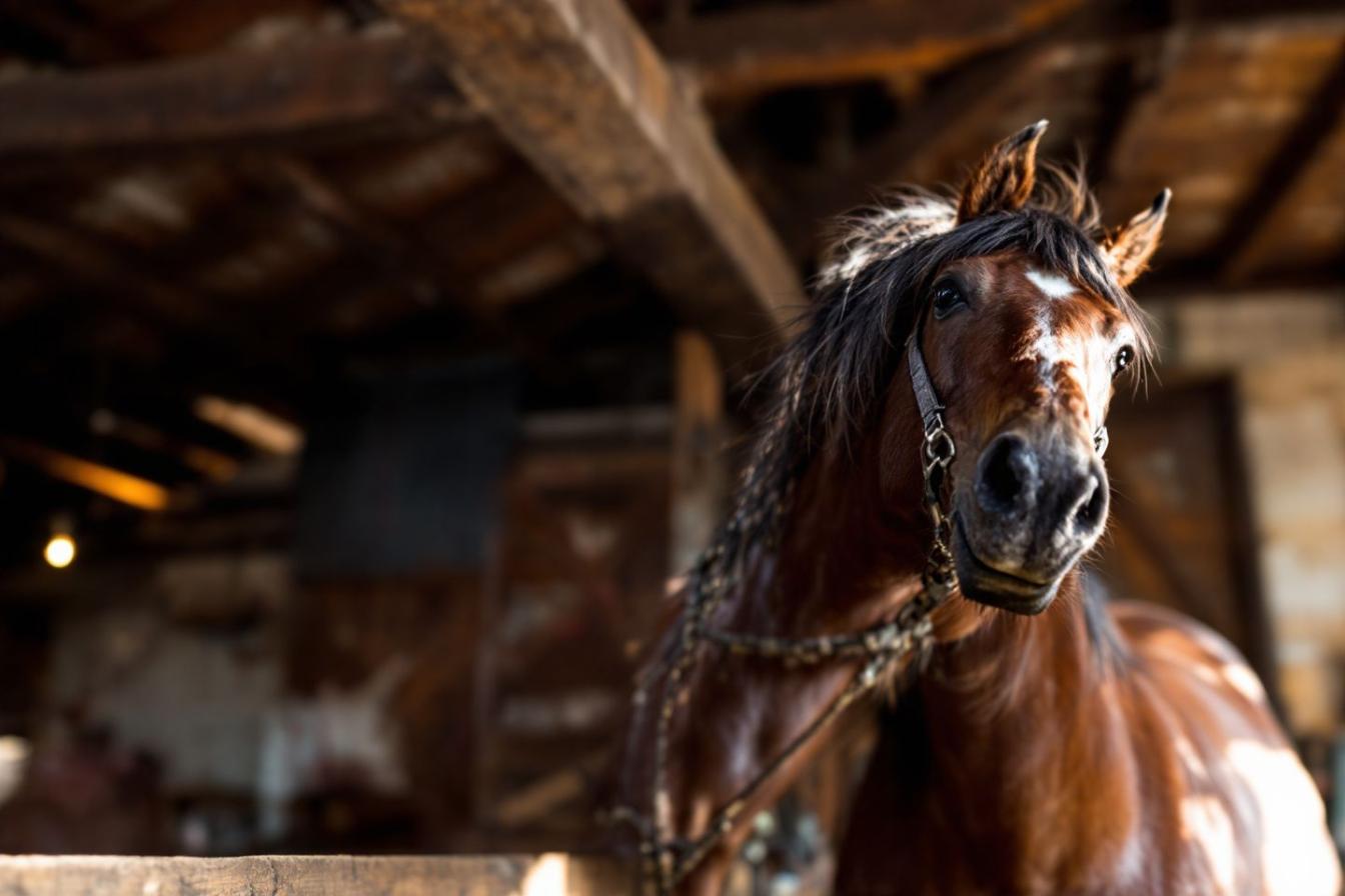 Les chevaux peuvent-ils développer une résistance aux produits anti poux ?
